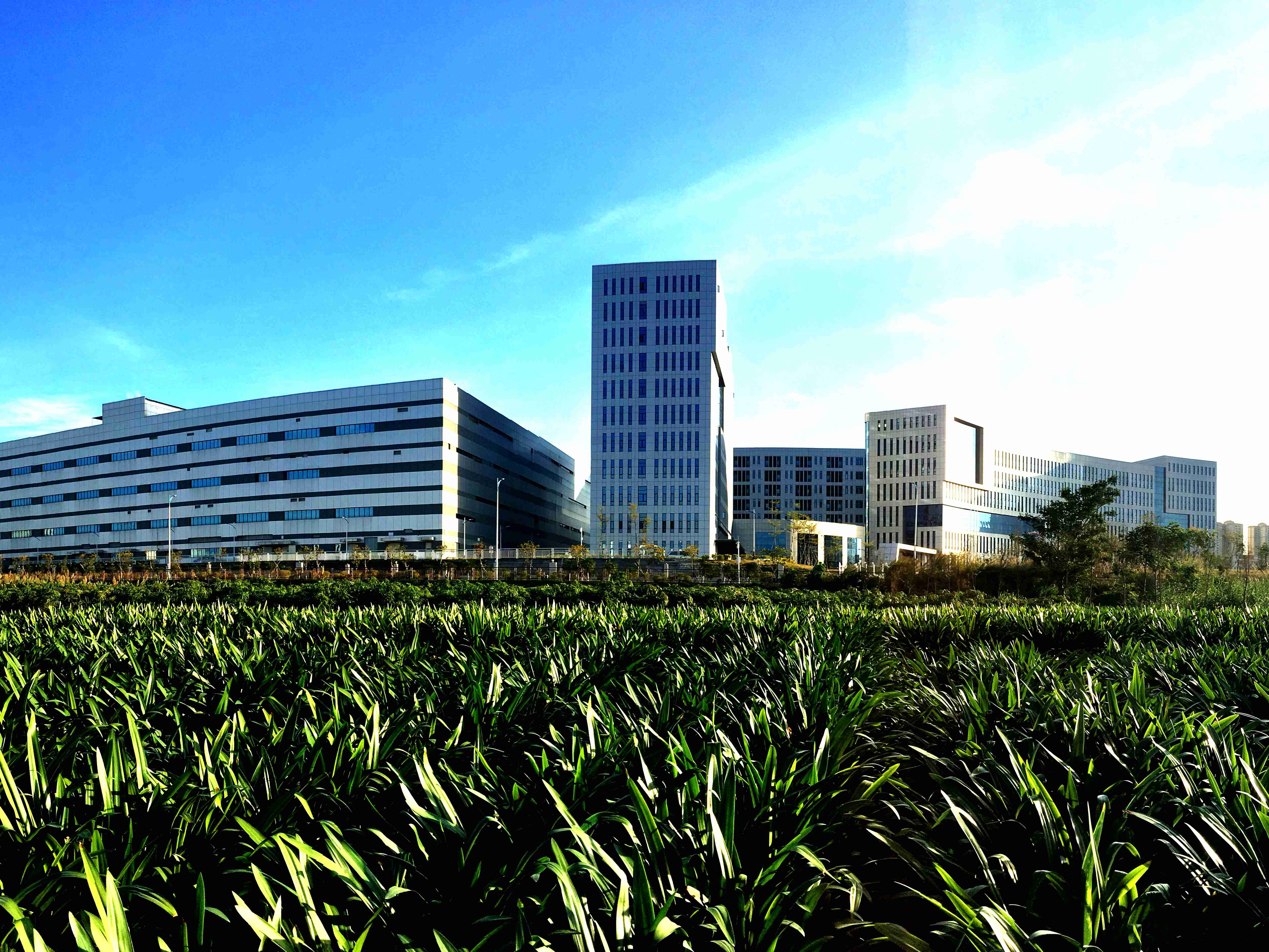 大美爱游戏官方端网站登录入口-爱游戏aiyouxi（中国）—晨光中的爱游戏官方端网站登录入口-爱游戏aiyouxi（中国）致君_副本.jpg
